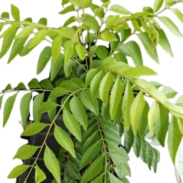 Curry_Leaf_Plant_(Hybrid,_Pack_of_1)