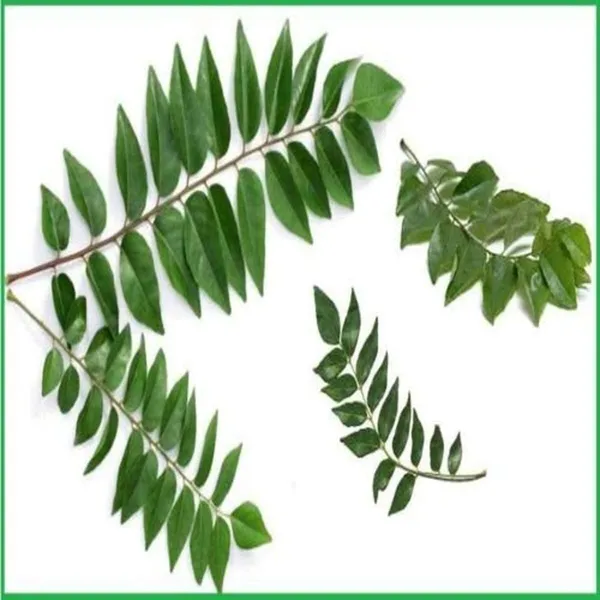 Curry_Leaf_Plant_(Hybrid,_Pack_of_1)