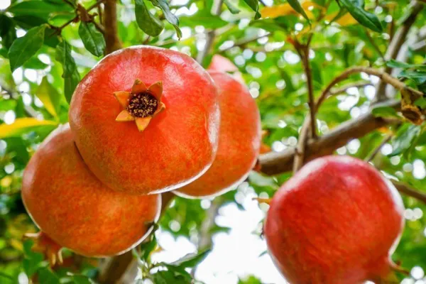 Pomegranate_Plant_(Hybrid,_Pack_of_1)
