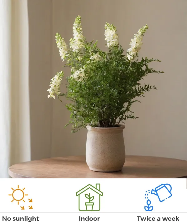 Litchi_Plant_(Hybrid,_Pack_of_1)