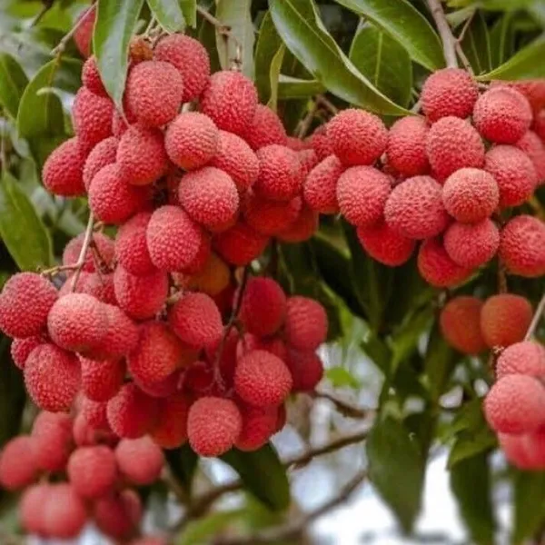 Litchi_Plant_(Hybrid,_Pack_of_1)