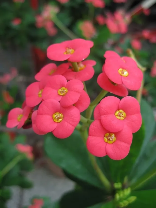 Euphorbia_Plant_(Hybrid,_Pack_of_1)