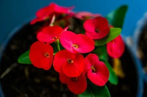 Euphorbia_Plant_(Hybrid,_Pack_of_1)