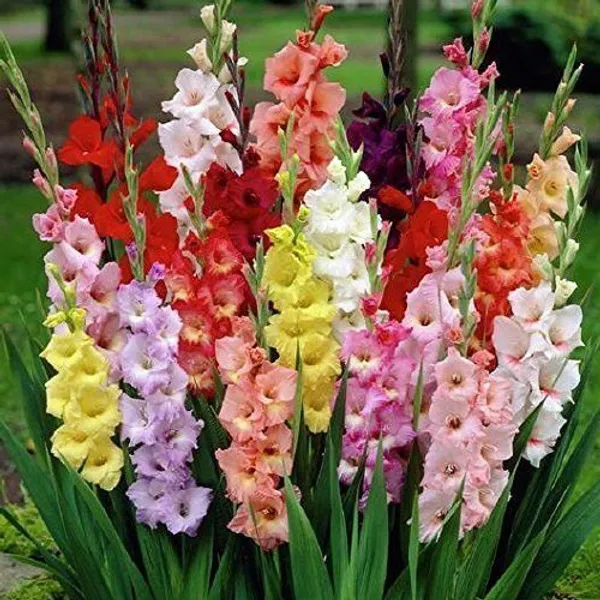 Lily_Plant_(Hybrid,_Pack_of_1)