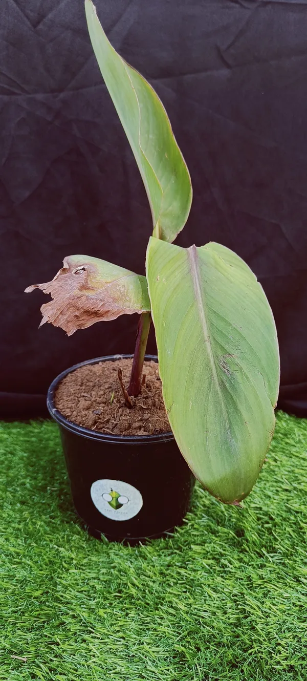 Canna_Lily_Plant_(Hybrid,_Pack_of_1)