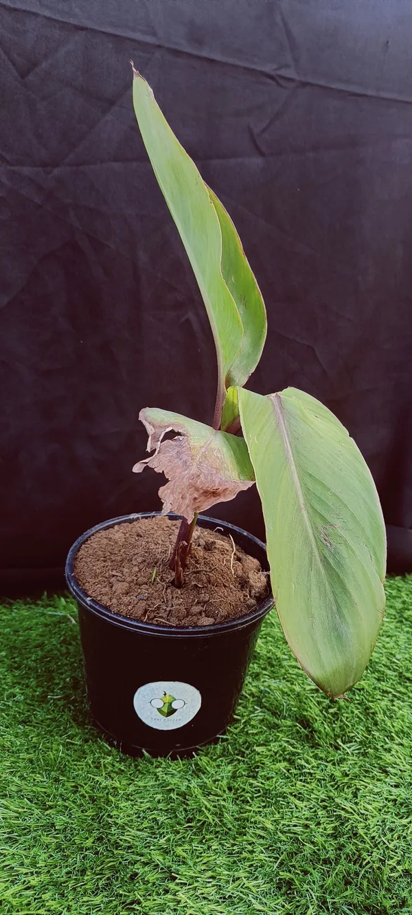 Canna_Lily_Plant_(Hybrid,_Pack_of_1)