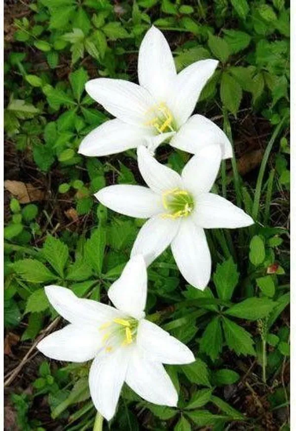 Lily_Plant_(Hybrid,_Pack_of_1)