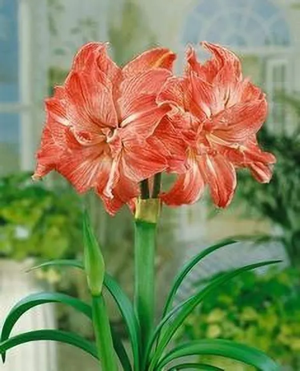 Lily_Plant_(Hybrid,_Pack_of_1)