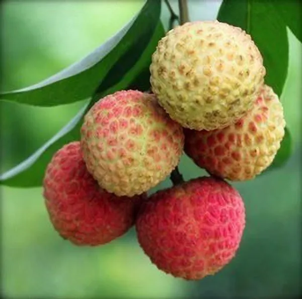 Litchi_Plant_(Hybrid,_Pack_of_1)