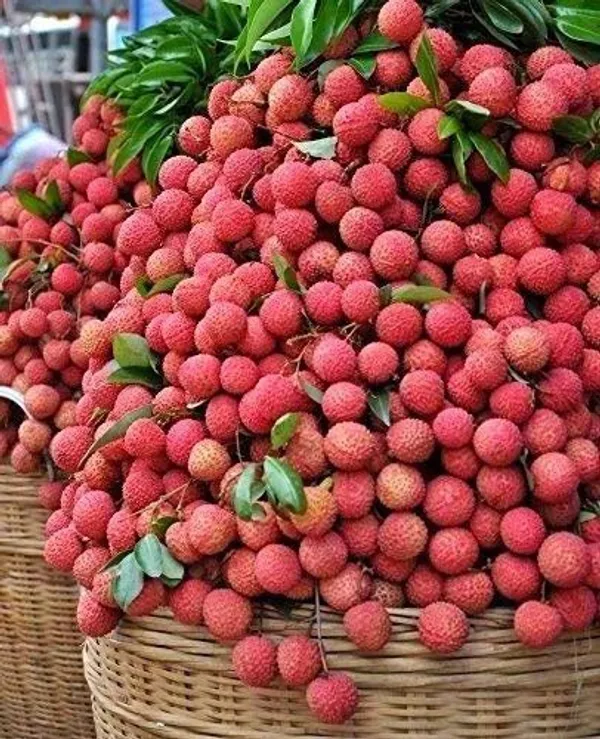 Litchi_Plant_(Hybrid,_Pack_of_1)