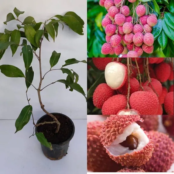 Litchi_Plant_(Hybrid,_Pack_of_1)
