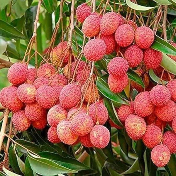 Litchi_Plant_(Hybrid,_Pack_of_1)