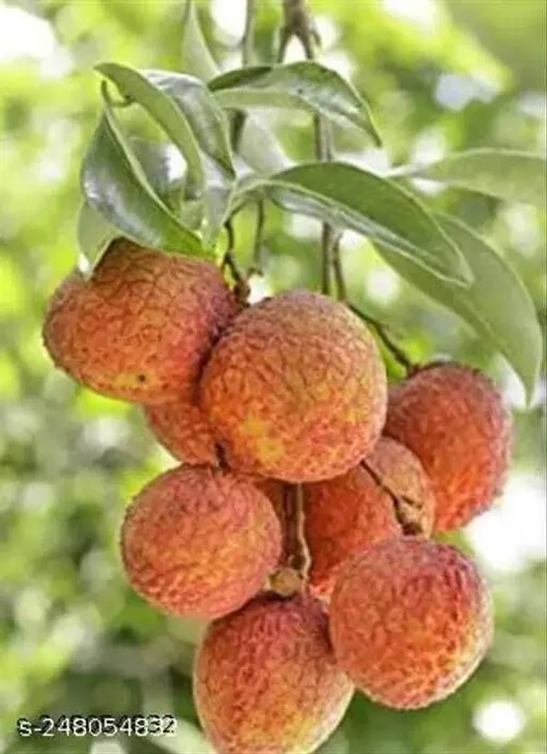 Litchi_Plant_(Hybrid,_Pack_of_1)