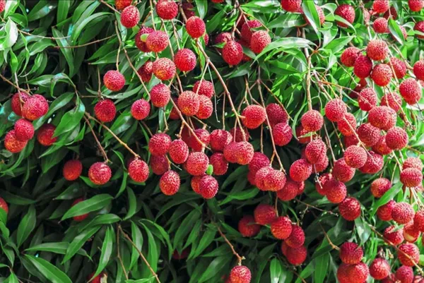 Litchi_Plant_(Hybrid,_Pack_of_1)