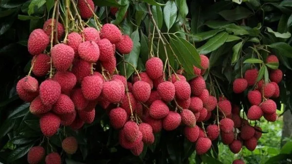 Litchi_Plant_(Hybrid,_Pack_of_1)