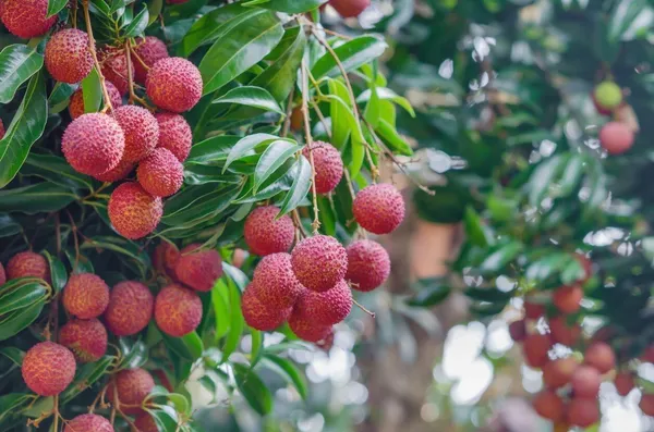 Litchi_Plant_(Hybrid,_Pack_of_1)
