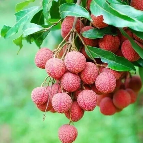 Litchi_Plant_(Hybrid,_Pack_of_1)