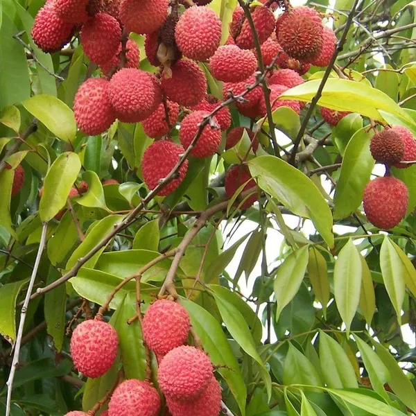 Litchi_Plant_(Hybrid,_Pack_of_1)