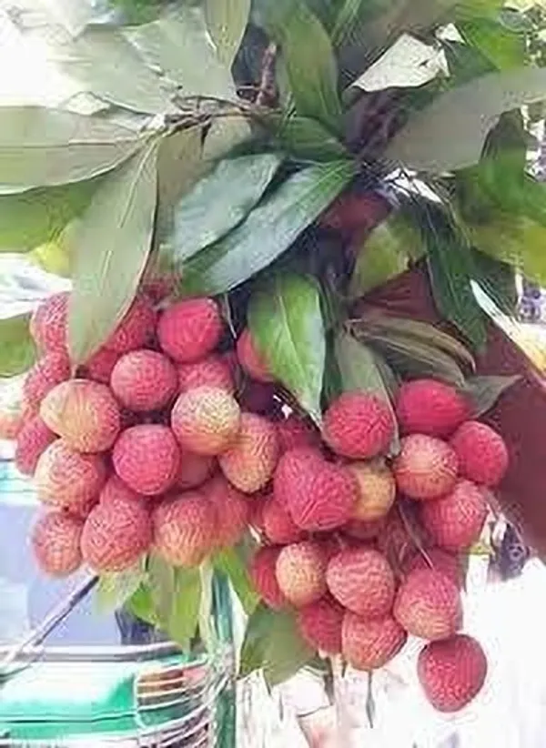 Litchi_Plant_(Hybrid,_Pack_of_1)
