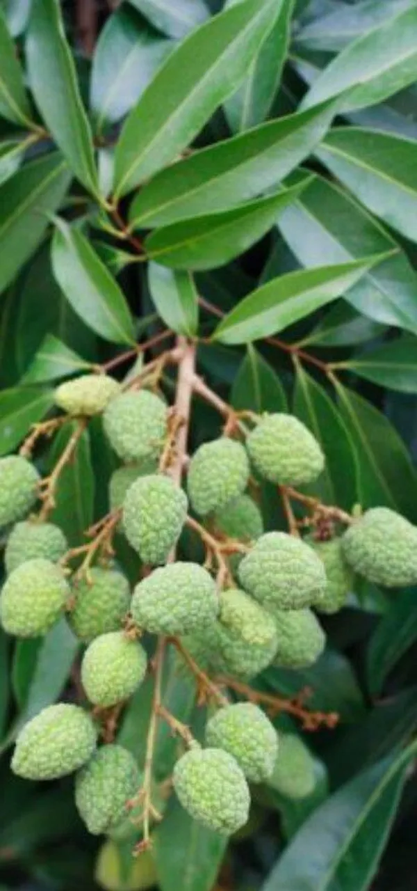 Litchi_Plant_(Hybrid,_Pack_of_1)