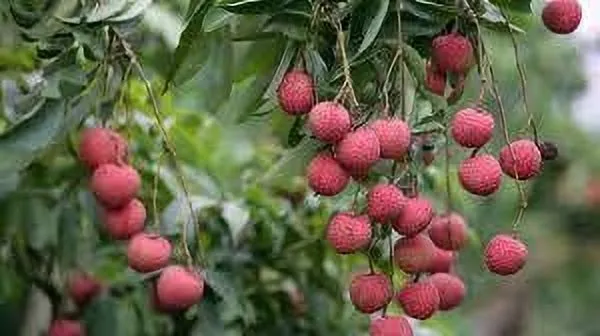 Litchi_Plant_(Hybrid,_Pack_of_1)