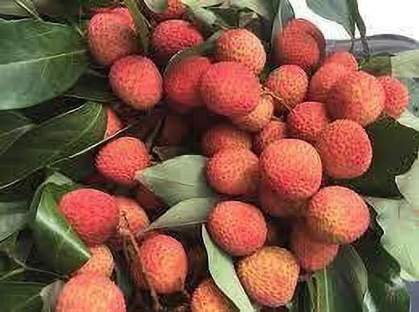 Litchi_Plant_(Hybrid,_Pack_of_1)