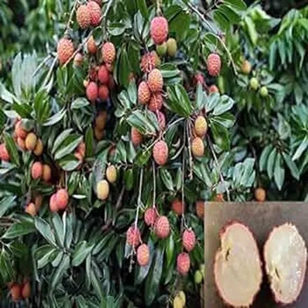 Litchi_Plant_(Hybrid,_Pack_of_1)