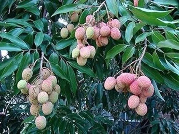 Litchi_Plant_(Hybrid,_Pack_of_1)