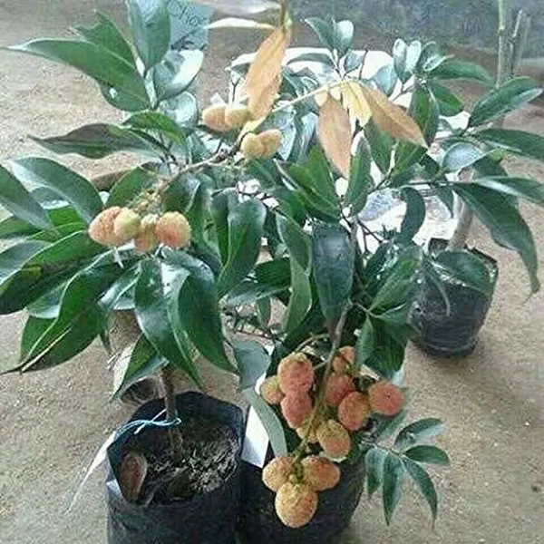 Litchi_Plant_(Hybrid,_Pack_of_1)