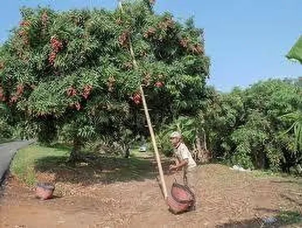 Litchi_Plant_(Hybrid,_Pack_of_1)