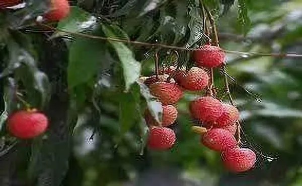 Litchi_Plant_(Hybrid,_Pack_of_1)