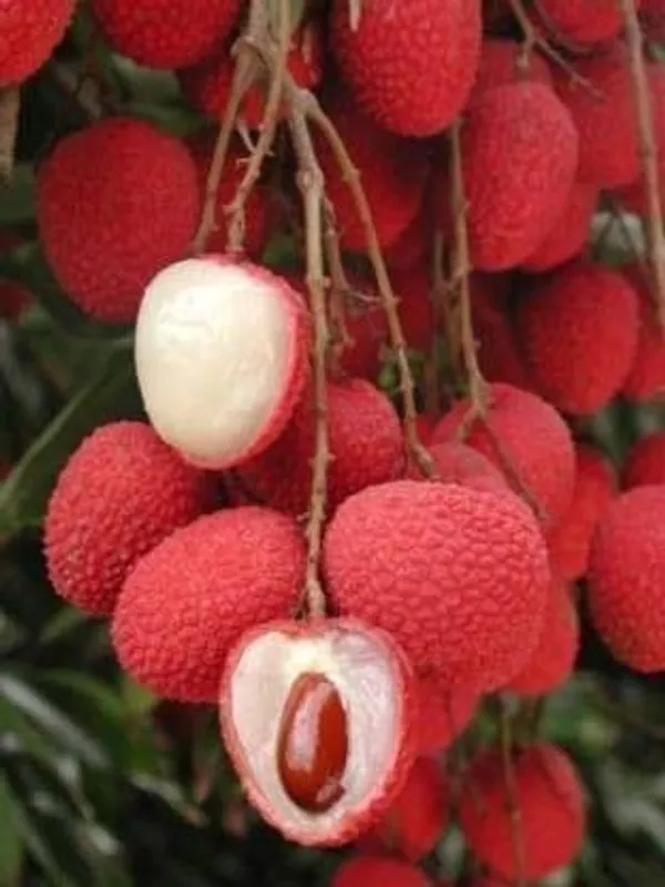 Litchi_Plant_(Hybrid,_Pack_of_1)