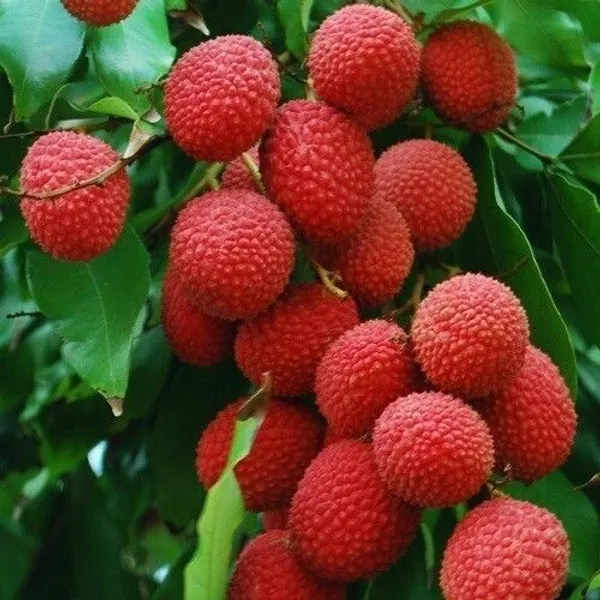 Litchi_Plant_(Hybrid,_Pack_of_1)