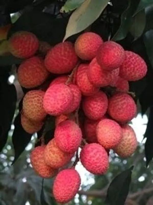 Litchi_Plant_(Hybrid,_Pack_of_1)