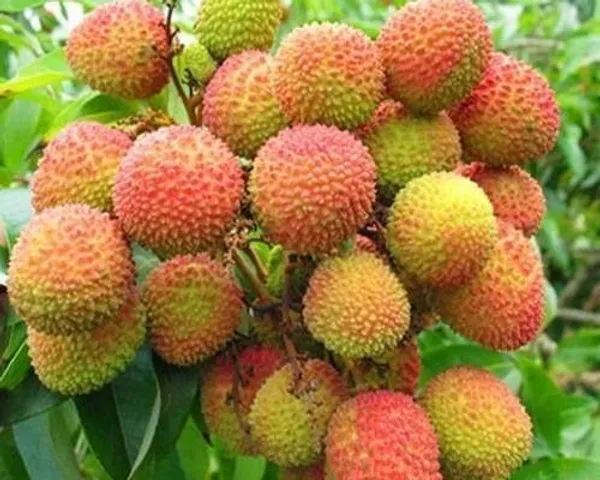 Litchi_Plant_(Hybrid,_Pack_of_1)