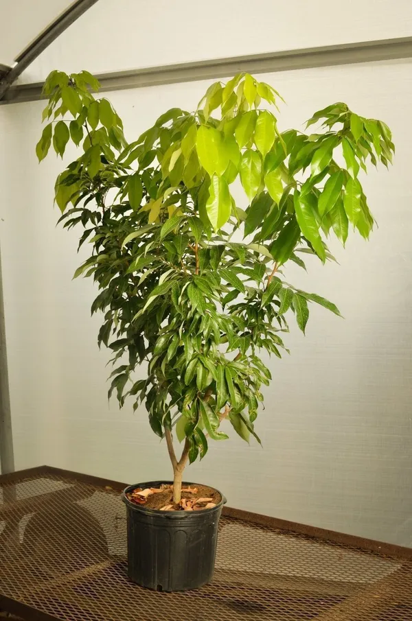 Litchi_Plant_(Hybrid,_Pack_of_1)