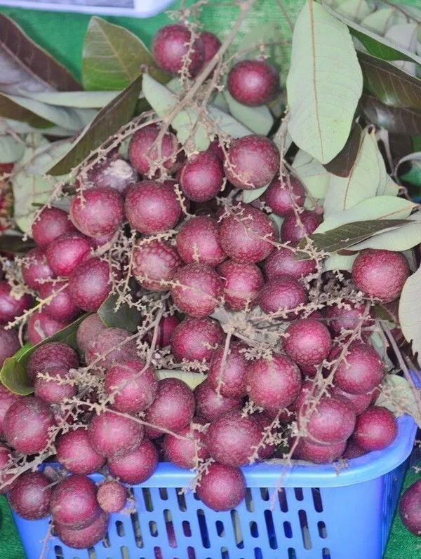 Litchi_Plant_(Hybrid,_Pack_of_1)