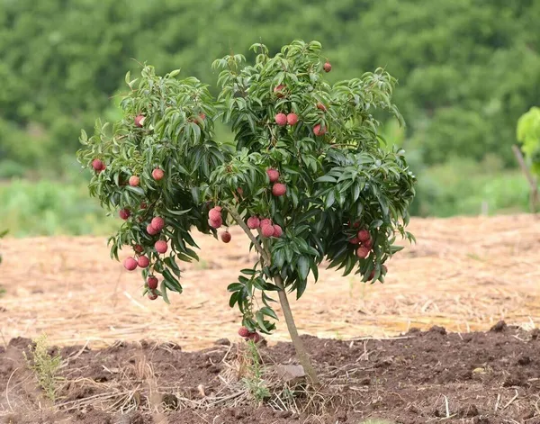 Litchi_Plant_(Hybrid,_Pack_of_1)