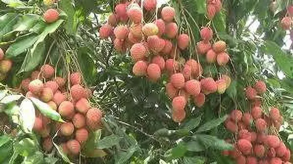 Litchi_Plant_(Hybrid,_Pack_of_1)
