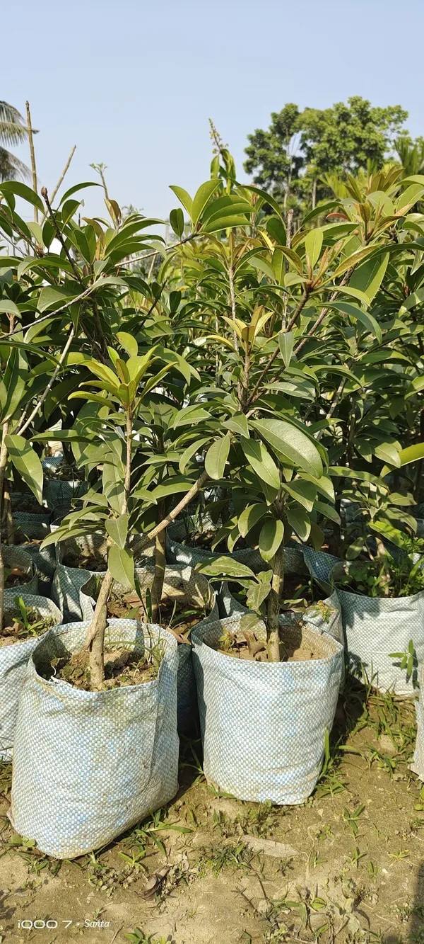 Litchi_Plant_(Hybrid,_Pack_of_1)