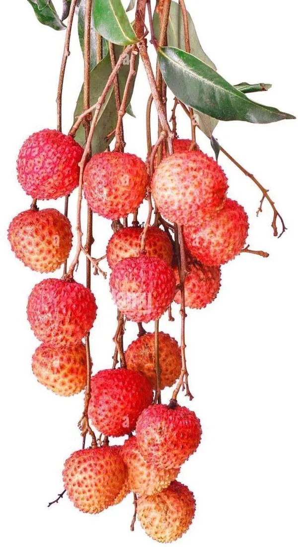 Litchi_Plant_(Hybrid,_Pack_of_1)