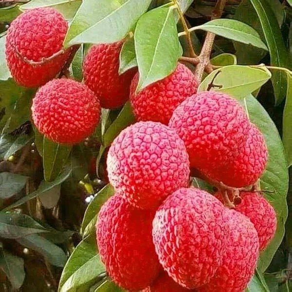 Litchi_Plant_(Hybrid,_Pack_of_1)