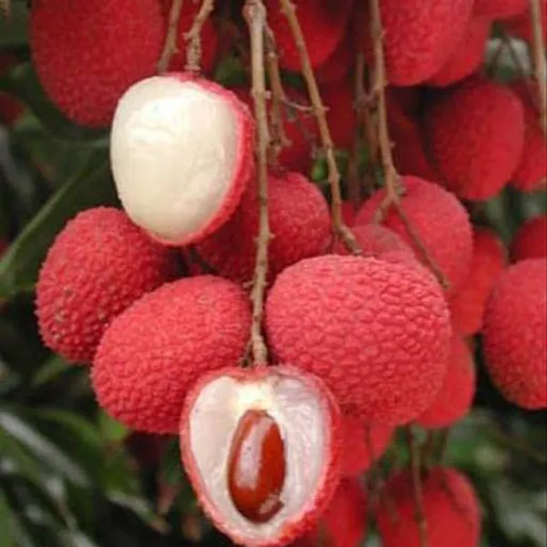 Litchi_Plant_(Hybrid,_Pack_of_1)
