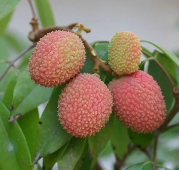 Litchi_Plant_(Hybrid,_Pack_of_1)