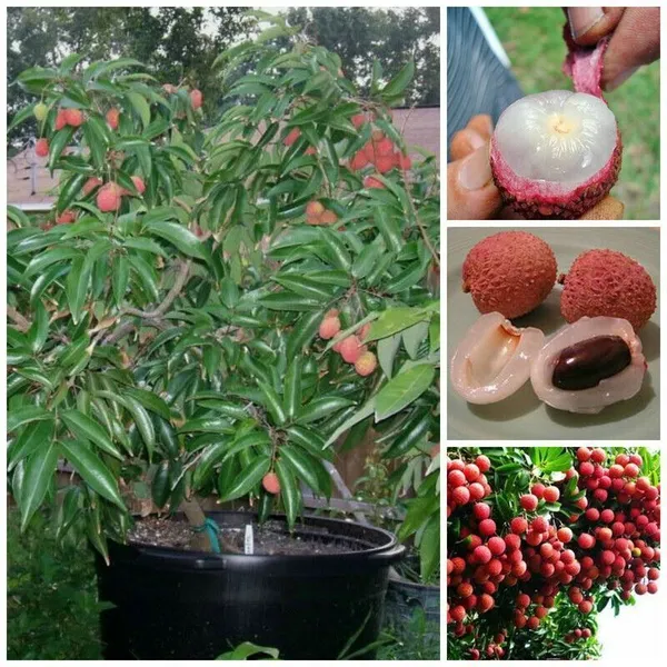 Litchi_Plant_(Hybrid,_Pack_of_1)