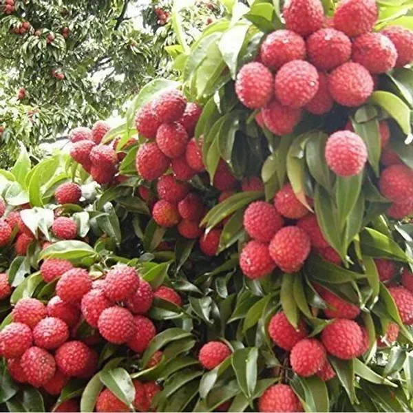 Litchi_Plant_(Hybrid,_Pack_of_1)