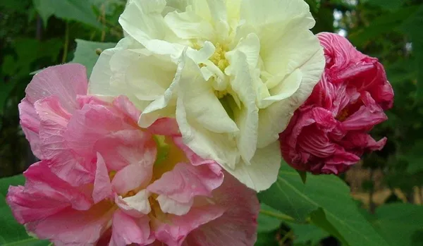 Lotus_Plant_(Hybrid,_Pack_of_1)