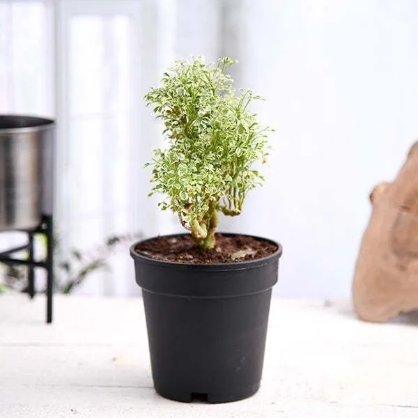 Aralia_Plant_(Hybrid,_Pack_of_1)