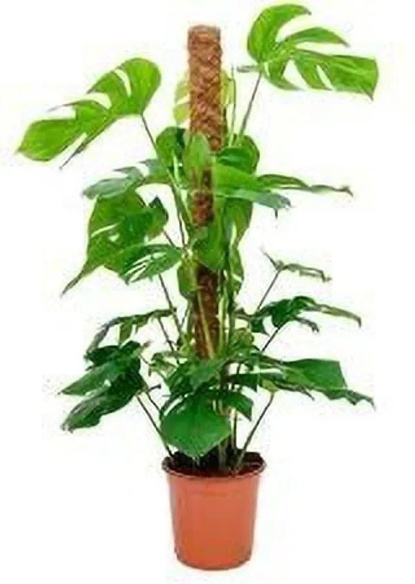 Money_Plant_(Hybrid,_Pack_of_1)