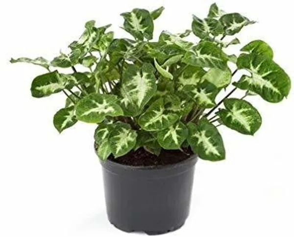 Syngonium_Plant_(Hybrid,_Pack_of_1)